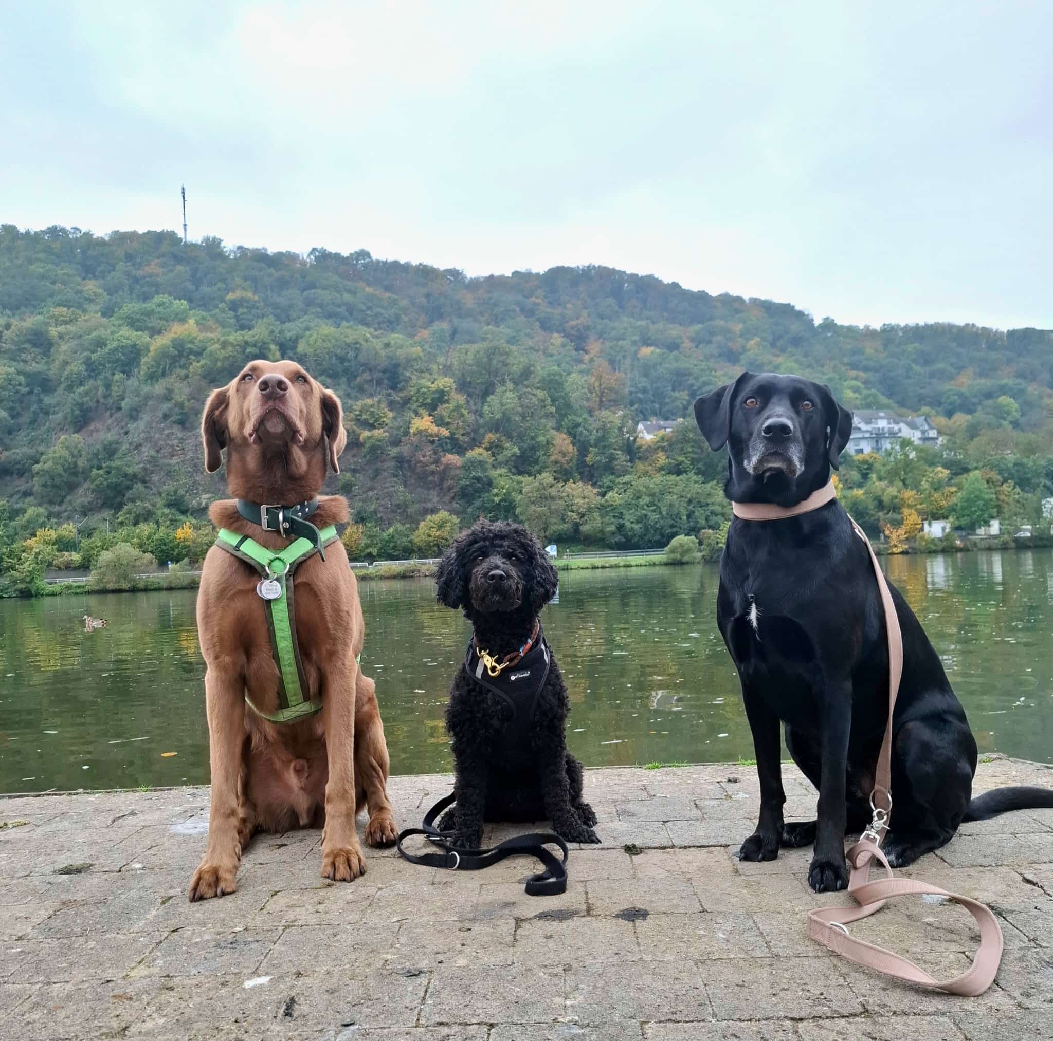 Gruppenstunde – drei Hunde, Impression Hundeschule Hundenatur
