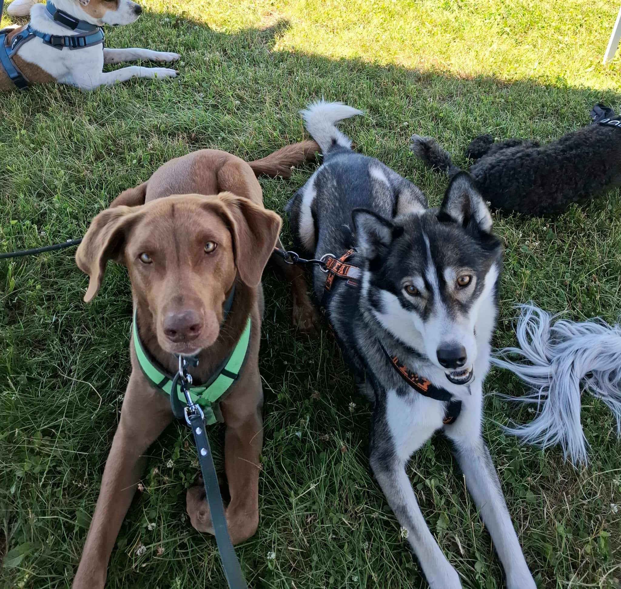 Social Walk – Impression, Hundeschule Hundenatur