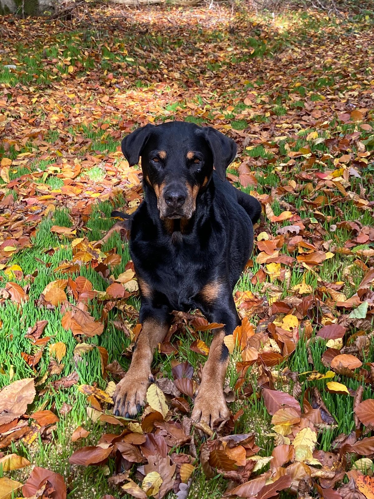 Una – Impression zu Basis- und Alltagstraining, Hundeschule Hundenatur
